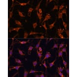 Immunofluorescence - Anti-AKT2 Antibody (A90566) - Antibodies.com