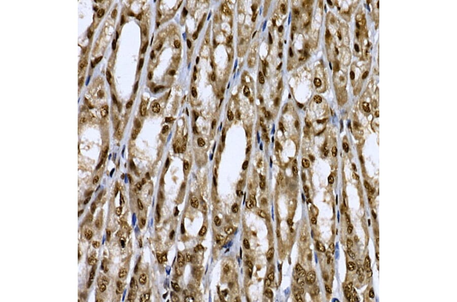 Immunohistochemistry - Anti-CDC2L6 Antibody (A90570) - Antibodies.com