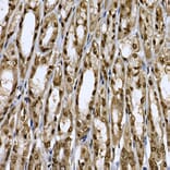 Immunohistochemistry - Anti-CDC2L6 Antibody (A90570) - Antibodies.com