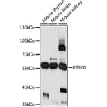 Western Blot - Anti-BTBD1 Antibody (A90571) - Antibodies.com