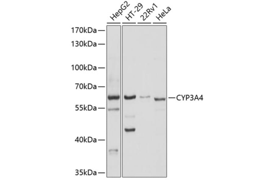Western Blot - Anti-CYP3A4 Antibody (A14224) - Antibodies.com