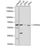 Western Blot - Anti-CYP3A4 Antibody (A14224) - Antibodies.com