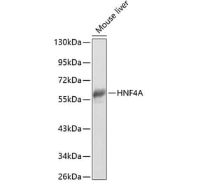 Western Blot - Anti-HNF-4-alpha Antibody (A90574) - Antibodies.com
