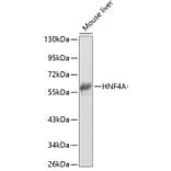 Western Blot - Anti-HNF-4-alpha Antibody (A90574) - Antibodies.com
