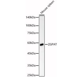 Western Blot - Anti-ZGPAT Antibody (A90577) - Antibodies.com