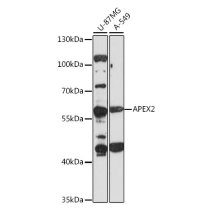 Western Blot - Anti-APEX2 Antibody (A90579) - Antibodies.com