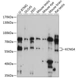Western Blot - Anti-KCNG4 Antibody (A90581) - Antibodies.com