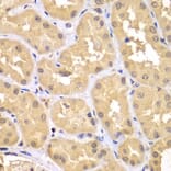 Immunohistochemistry - Anti-RNF36 Antibody (A90584) - Antibodies.com