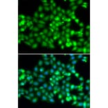 Immunofluorescence - Anti-RNF36 Antibody (A90584) - Antibodies.com