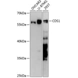 Western Blot - Anti-CDS1 Antibody (A90586) - Antibodies.com