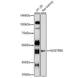 Western Blot - Anti-NOSTRIN Antibody (A90587) - Antibodies.com