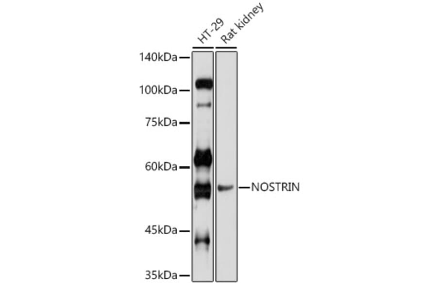 Western Blot - Anti-NOSTRIN Antibody (A90587) - Antibodies.com