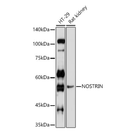 Western Blot - Anti-NOSTRIN Antibody (A90587) - Antibodies.com