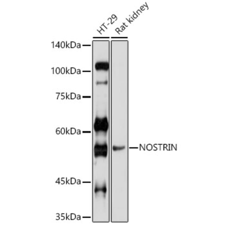 Western Blot - Anti-NOSTRIN Antibody (A90587) - Antibodies.com