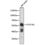 Western Blot - Anti-Cytochrome P450 17A1/CYP17A1 Antibody (A90588) - Antibodies.com