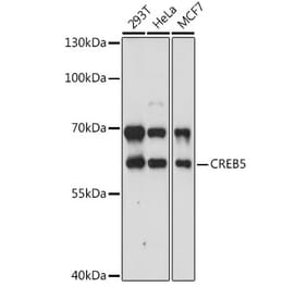 Western Blot - Anti-CREB5 Antibody (A90589) - Antibodies.com