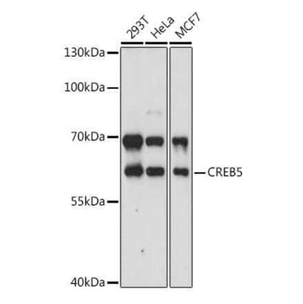 Western Blot - Anti-CREB5 Antibody (A90589) - Antibodies.com