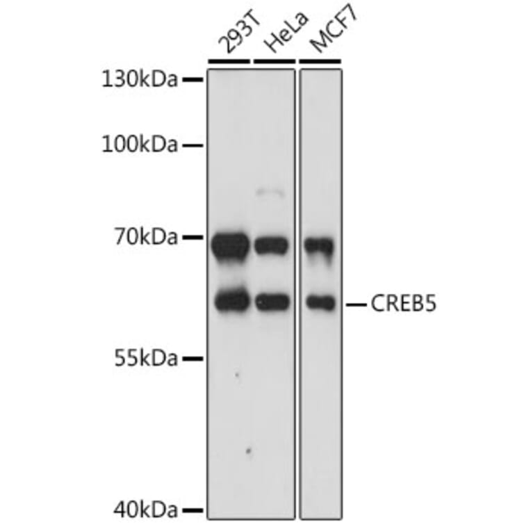 Western Blot - Anti-CREB5 Antibody (A90589) - Antibodies.com