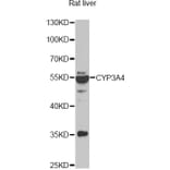Western Blot - Anti-CYP3A4 Antibody (A13483) - Antibodies.com