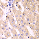 Immunohistochemistry - Anti-CYP3A4 Antibody (A13483) - Antibodies.com