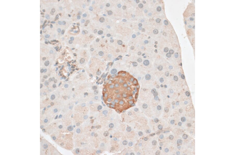 Immunohistochemistry - Anti-PDP2 Antibody (A14416) - Antibodies.com