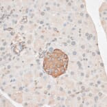 Immunohistochemistry - Anti-PDP2 Antibody (A14416) - Antibodies.com