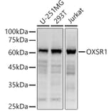 Western Blot - Anti-OXSR1 Antibody (A90598) - Antibodies.com
