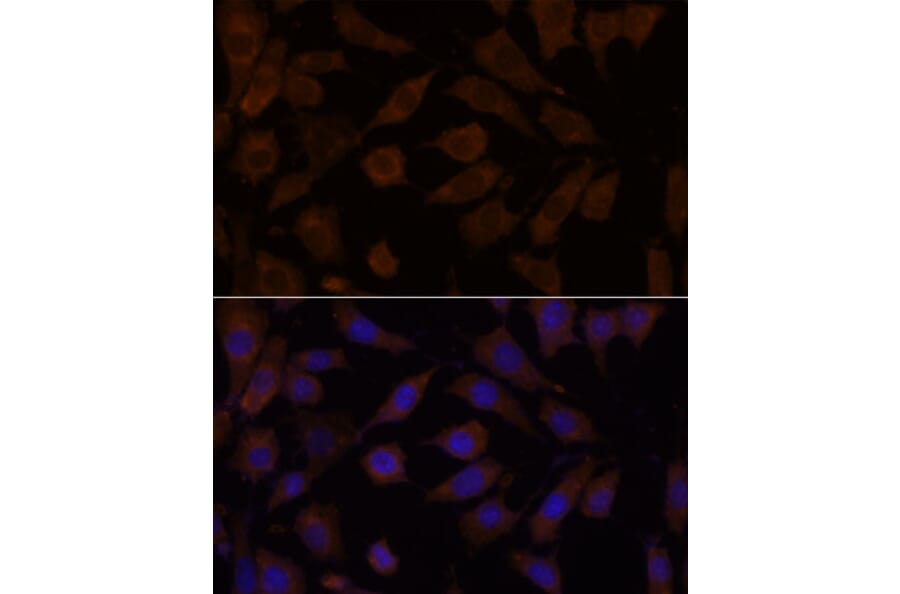 Immunofluorescence - Anti-OXSR1 Antibody (A90598) - Antibodies.com