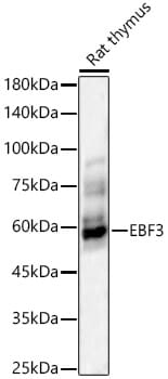 Western blot analysis of extracts of various cell lines, using Anti-EBF3 Antibody (A15973) at 1:1,000 dilution.
Secondary antibody: Goat Anti-Rabbit IgG (H+L) (HRP) (AS014) at 1:10,000 dilution.
Lysates / proteins: 25µg per lane.
Blocking buffer: 3% non-fat dry milk in TBST.
Detection: ECL Basic Kit (RM00020).
Exposure time: 90s.