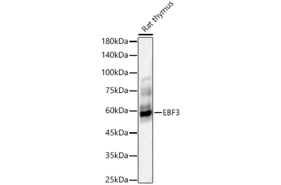 Western Blot - Anti-EBF3 Antibody (A90600) - Antibodies.com