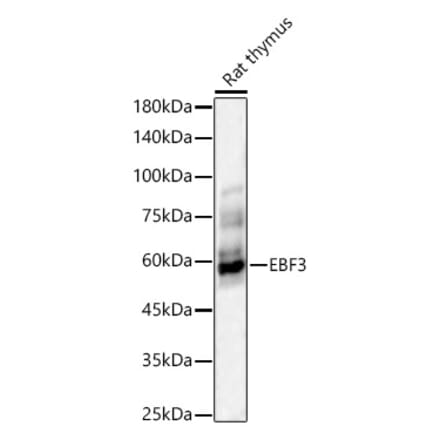 Western Blot - Anti-EBF3 Antibody (A90600) - Antibodies.com