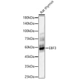 Western Blot - Anti-EBF3 Antibody (A90600) - Antibodies.com