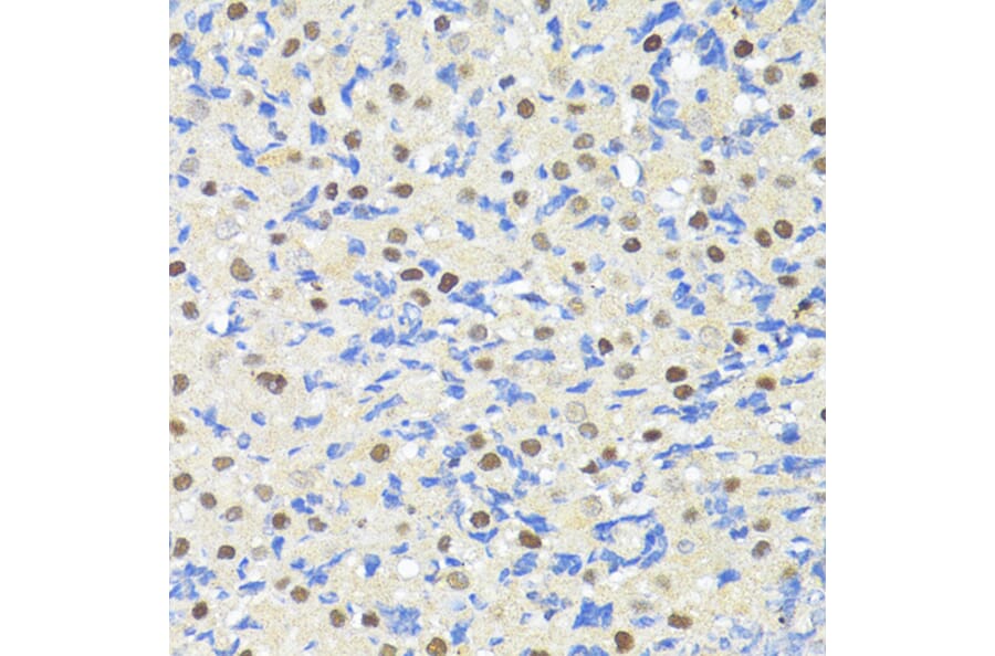 Immunohistochemistry - Anti-TRIM27 Antibody (A90605) - Antibodies.com