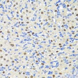 Immunohistochemistry - Anti-TRIM27 Antibody (A90605) - Antibodies.com