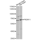 Western Blot - Anti-PRDM11 Antibody (A14143) - Antibodies.com