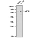 Western Blot - Anti-RAB Antibody (A90609) - Antibodies.com