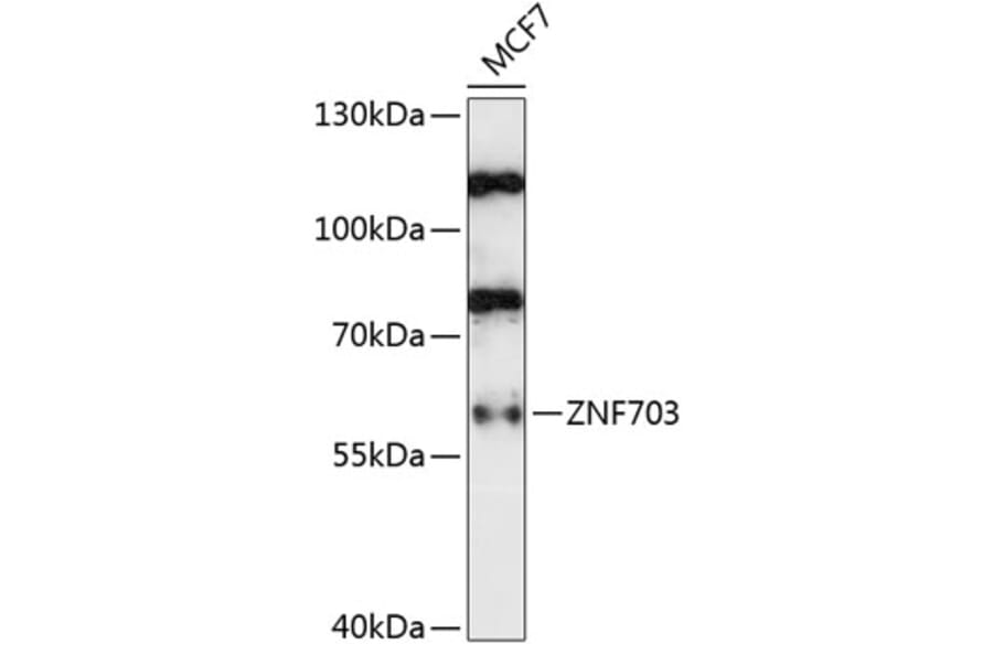 Western Blot - Anti-ZNF703 Antibody (A90612) - Antibodies.com
