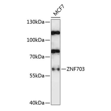 Western Blot - Anti-ZNF703 Antibody (A90612) - Antibodies.com