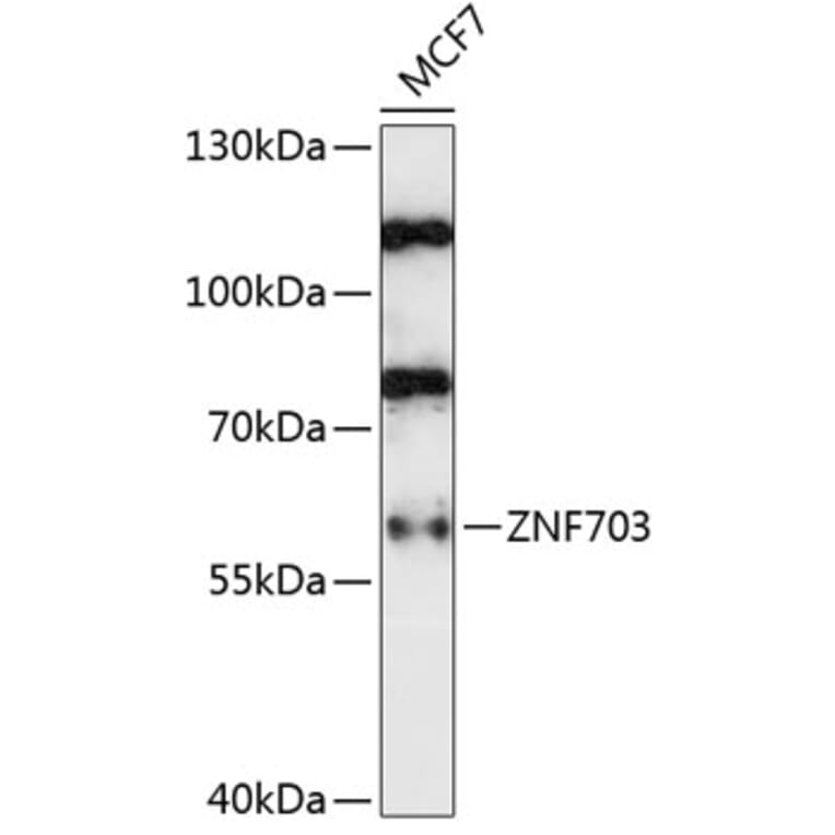 Western Blot - Anti-ZNF703 Antibody (A90612) - Antibodies.com
