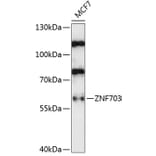 Western Blot - Anti-ZNF703 Antibody (A90612) - Antibodies.com