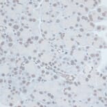 Immunohistochemistry - Anti-ZNF703 Antibody (A90612) - Antibodies.com