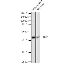 Western Blot - Anti-TBX5 Antibody (A90613) - Antibodies.com