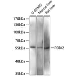 Western Blot - Anti-PDIA2/PDIP Antibody (A90617) - Antibodies.com
