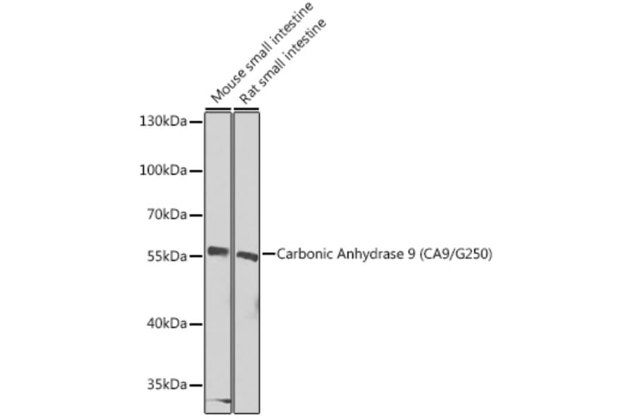 Western Blot - Anti-Carbonic Anhydrase 9/CA9 Antibody (A90618) - Antibodies.com