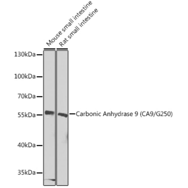 Western Blot - Anti-Carbonic Anhydrase 9/CA9 Antibody (A90618) - Antibodies.com