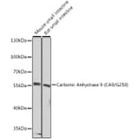 Western Blot - Anti-Carbonic Anhydrase 9/CA9 Antibody (A90618) - Antibodies.com