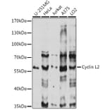 Western Blot - Anti-CCNL2 Antibody (A90619) - Antibodies.com