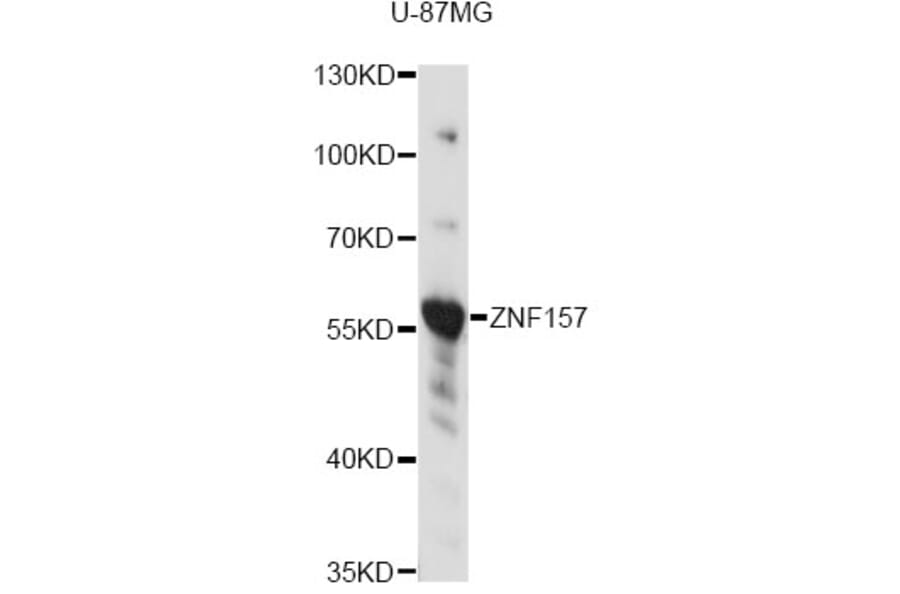 Western Blot - Anti-ZNF157 Antibody (A14323) - Antibodies.com