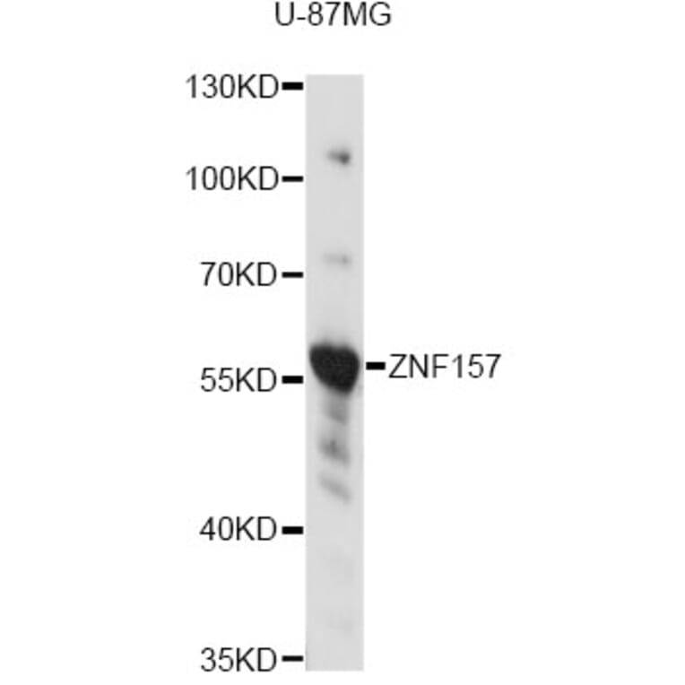 Western Blot - Anti-ZNF157 Antibody (A14323) - Antibodies.com