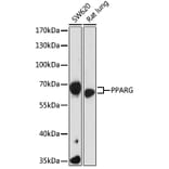 Western Blot - Anti-PPARG Antibody (A16958) - Antibodies.com